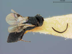 Image of Chelonus tuberculatus McComb 1968