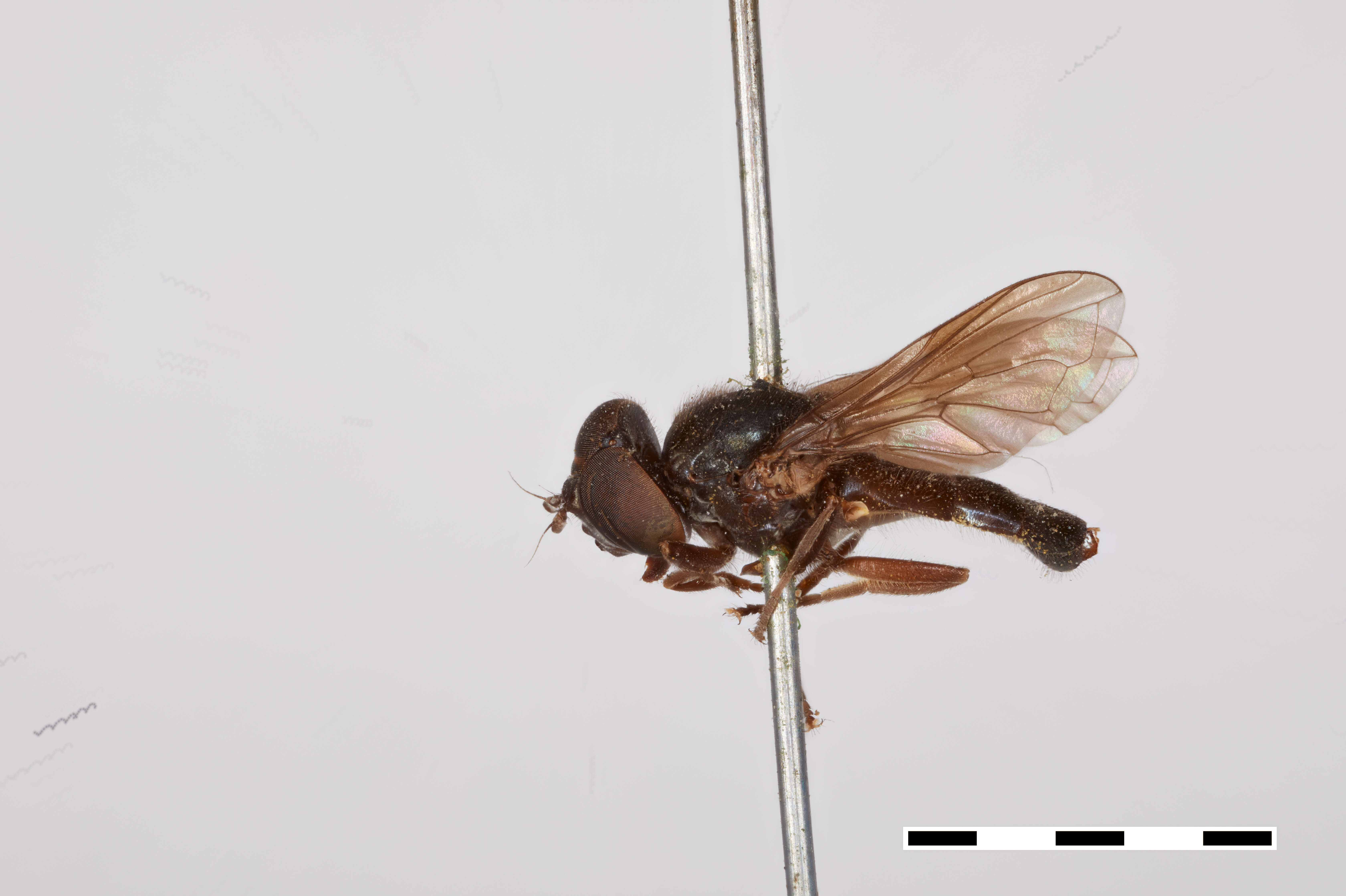 صورة Cheilosia nigripennis Williston