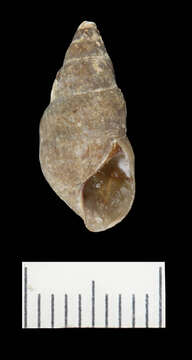 Image of Elimia curreyana (I. Lea 1841)