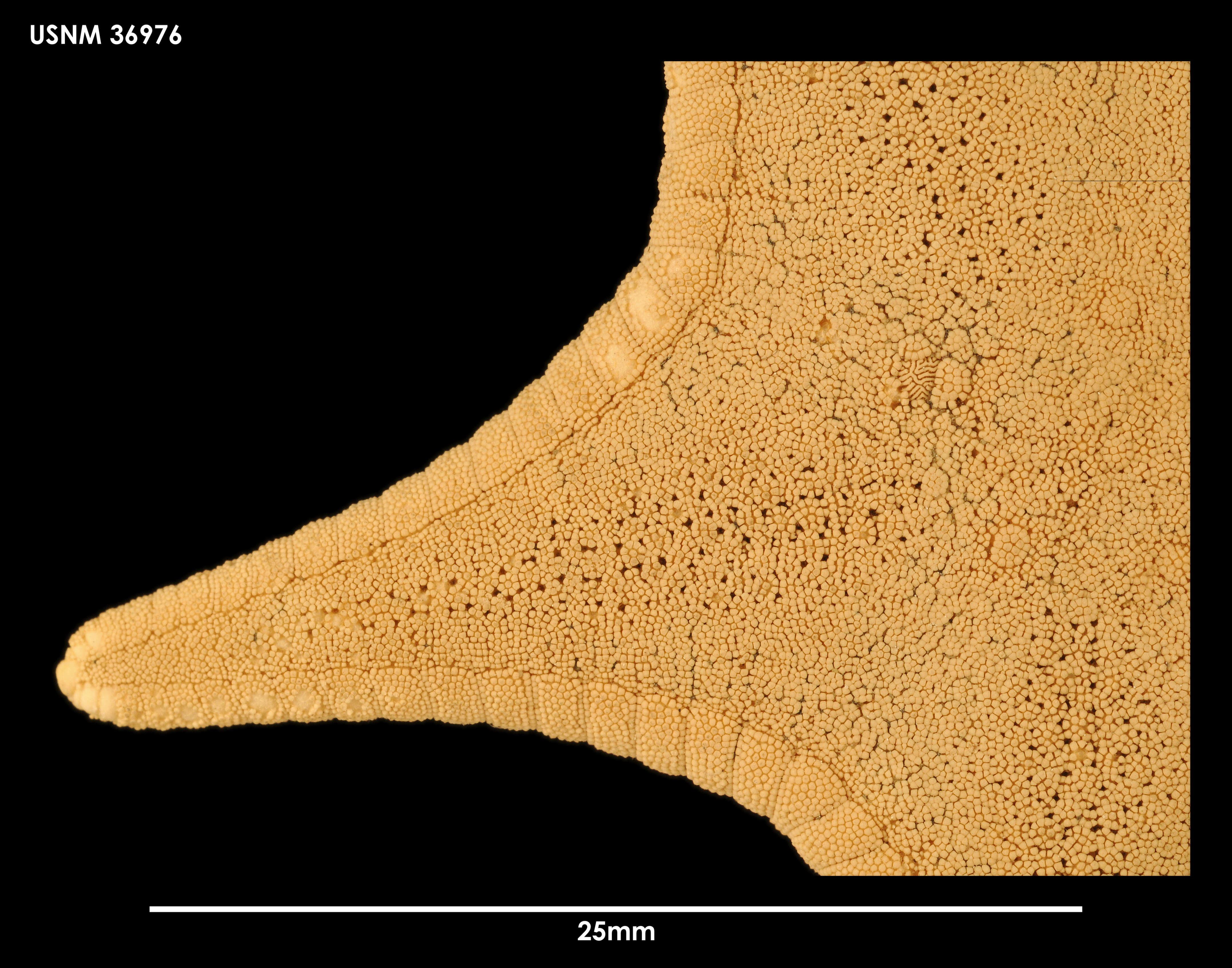 Image of Acodontaster elongatus (Sladen 1889)