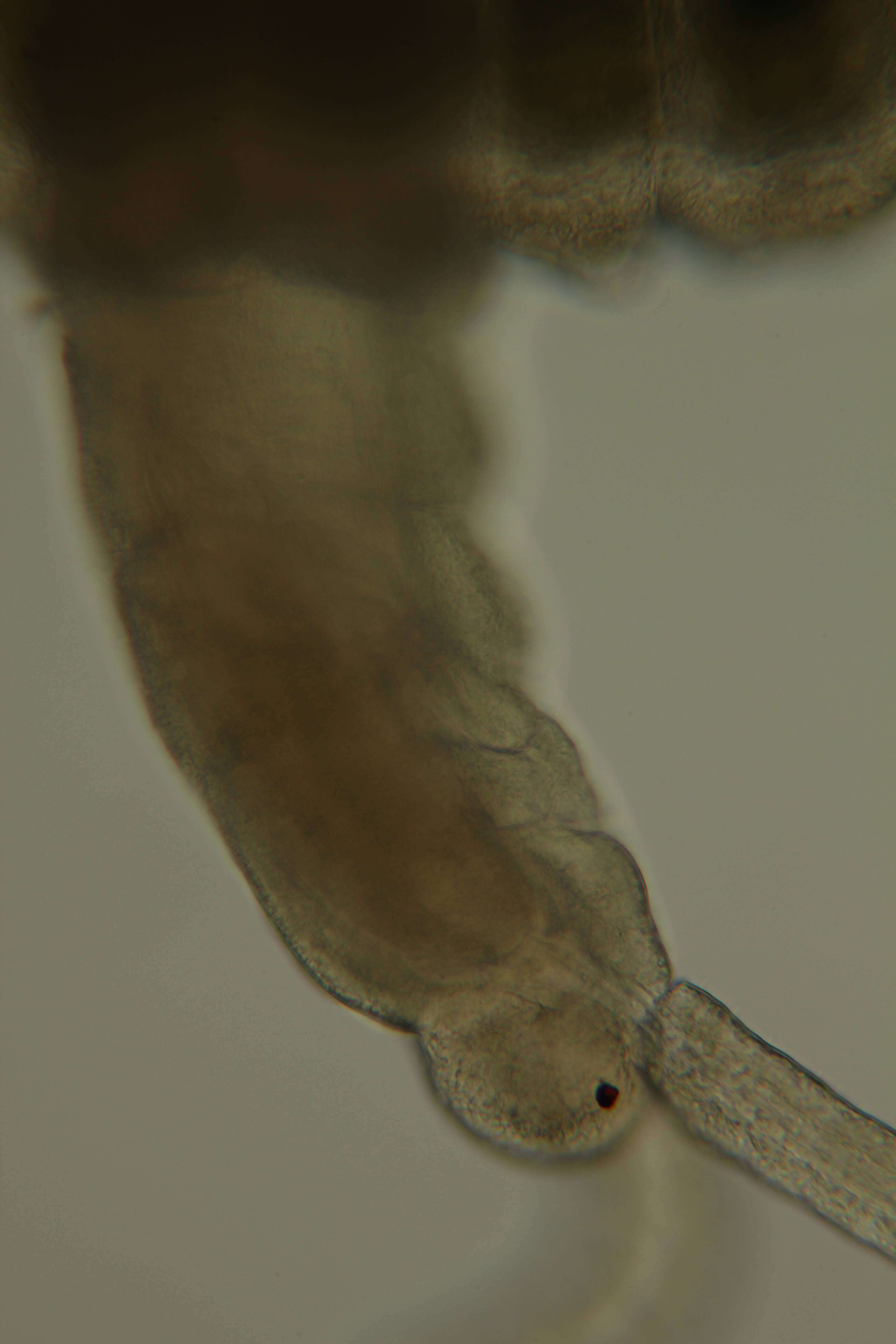 Image of Pharyngocirrus alanhongi (Bailey-Brock, Dreyer & Brock 2003)