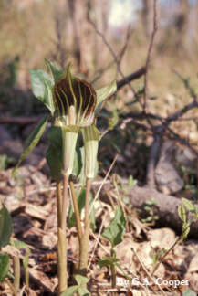 Image of Jack in the pulpit