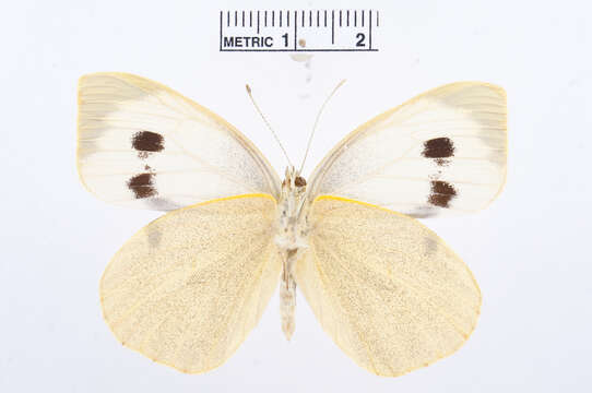 Image of cabbage butterfly