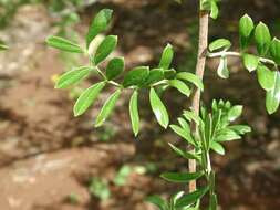 صورة Osteomeles anthyllidifolia (Sm.) Lindl.