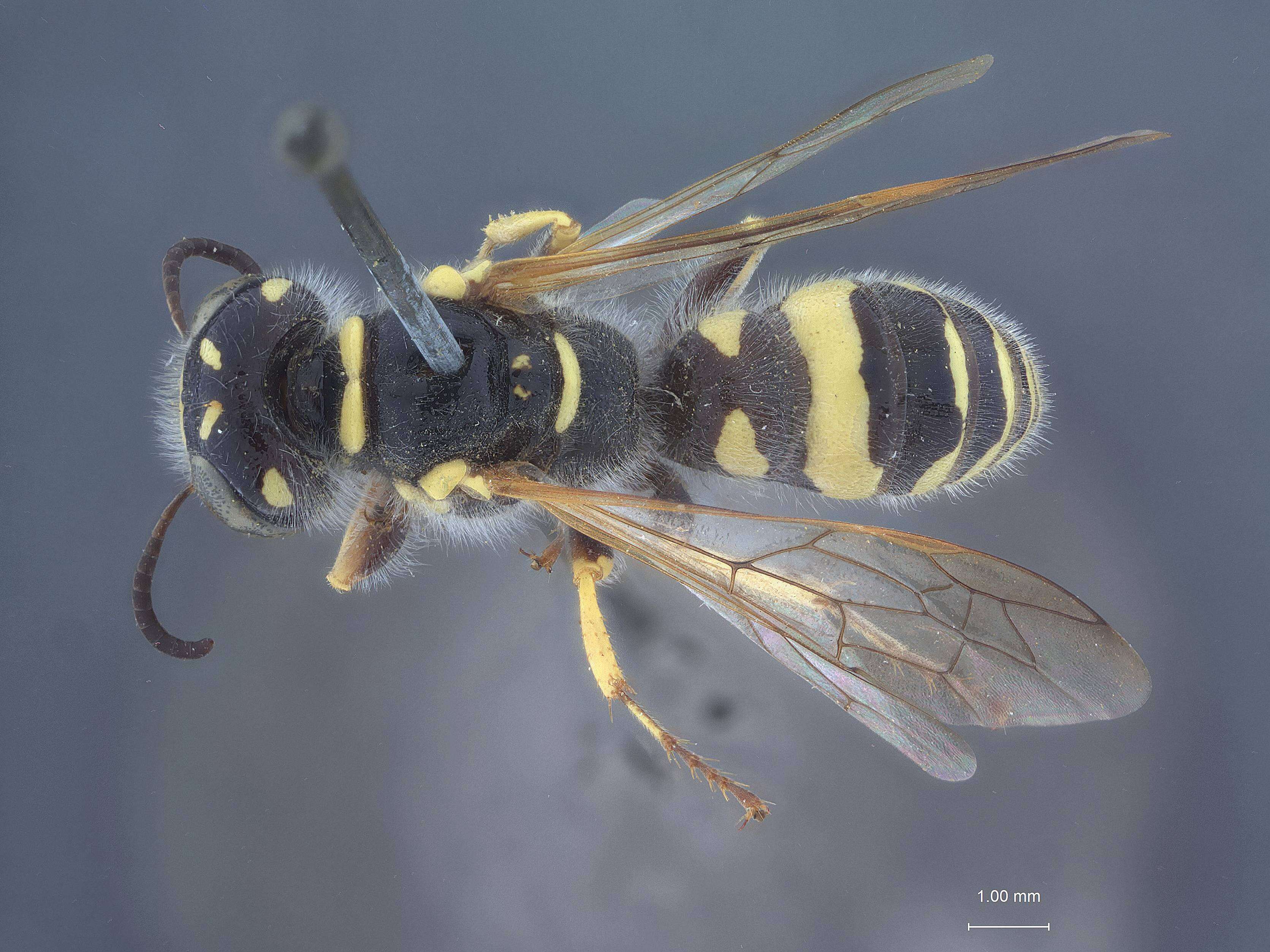 Image of Philanthus neomexicanus Strandtmann 1946