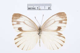 Image of Pieris Hübner 1819