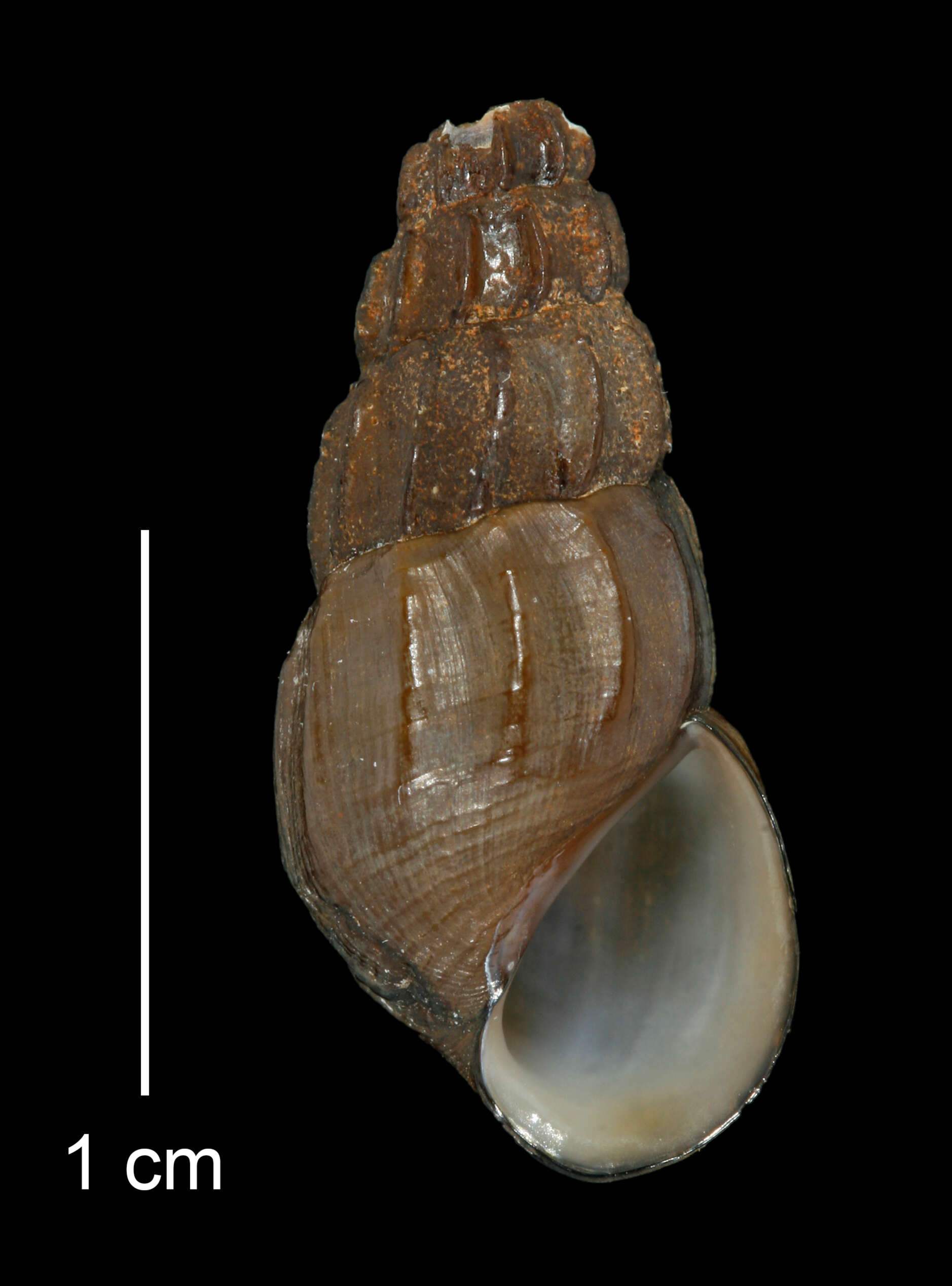 Image of Juga plicifera (I. Lea 1838)