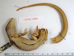 Image of Northern Alligator Lizard