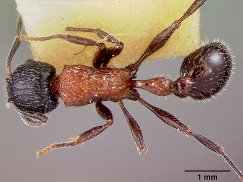 Image of Poecilomyrma senirewae myrmecodiae Mann 1921