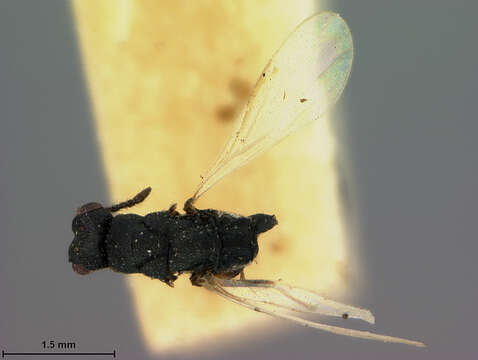 Image of Isosomorpha europae Ashmead 1894