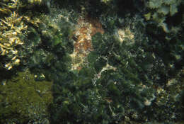 Image of Codium edule