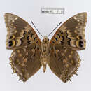 Imagem de Charaxes smaragdalis Butler 1865