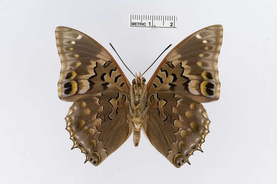 Imagem de Charaxes smaragdalis Butler 1865