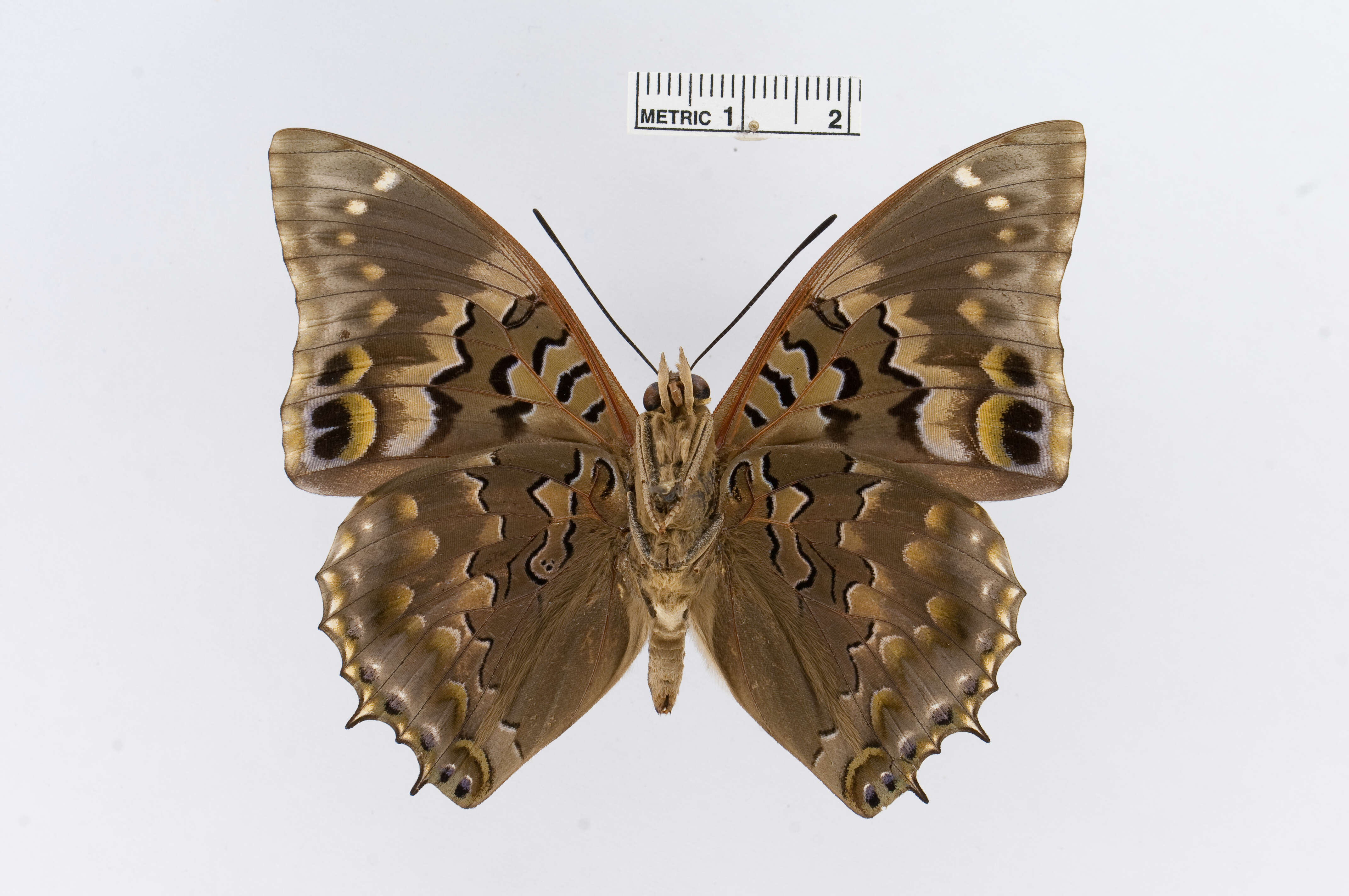 Imagem de Charaxes smaragdalis Butler 1865