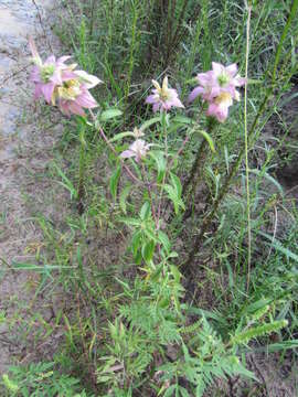 Image of spotted beebalm