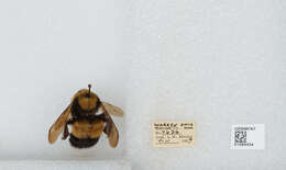 Слика од Bombus affinis Cresson 1864