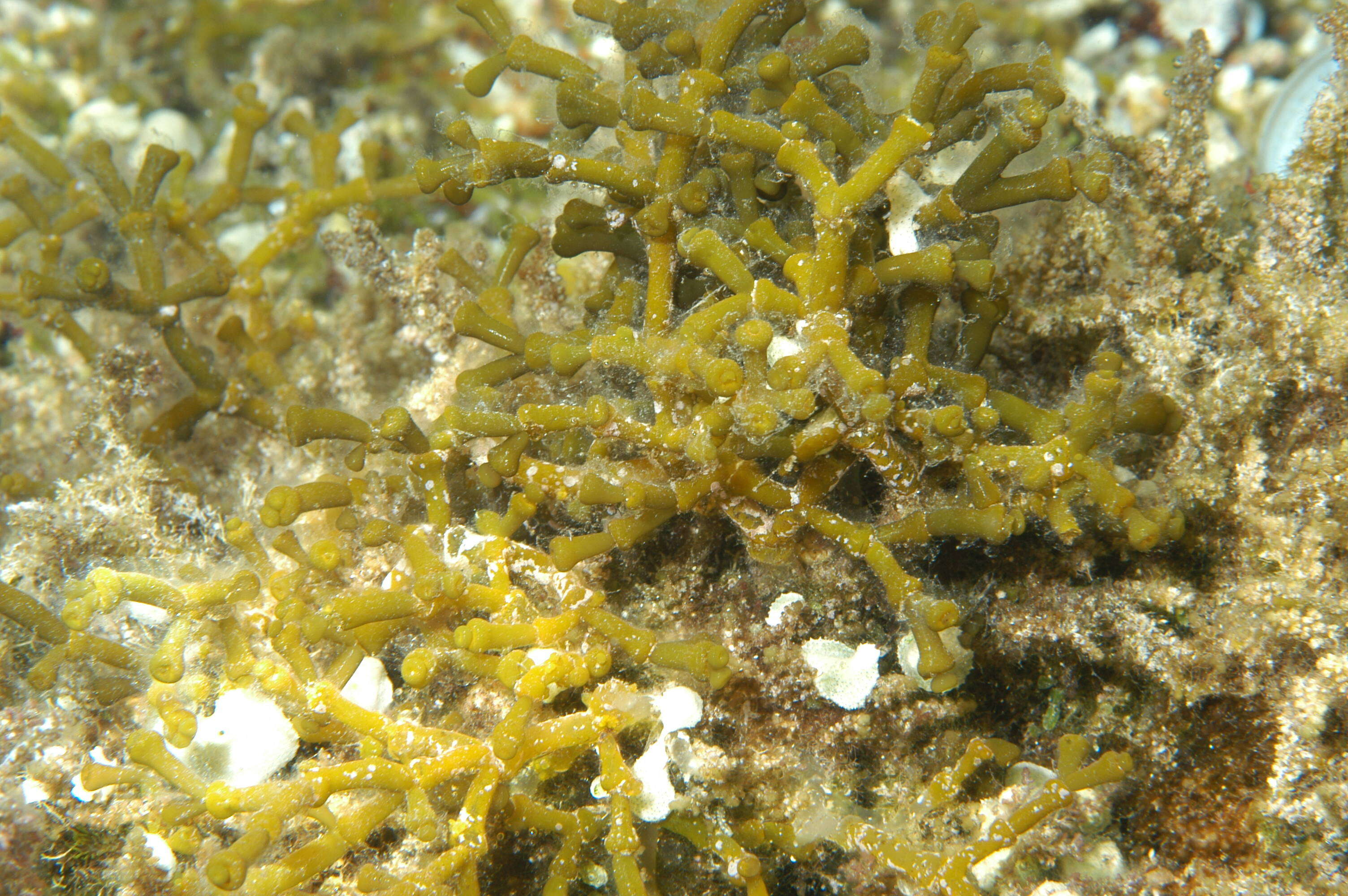 Image of Red algae