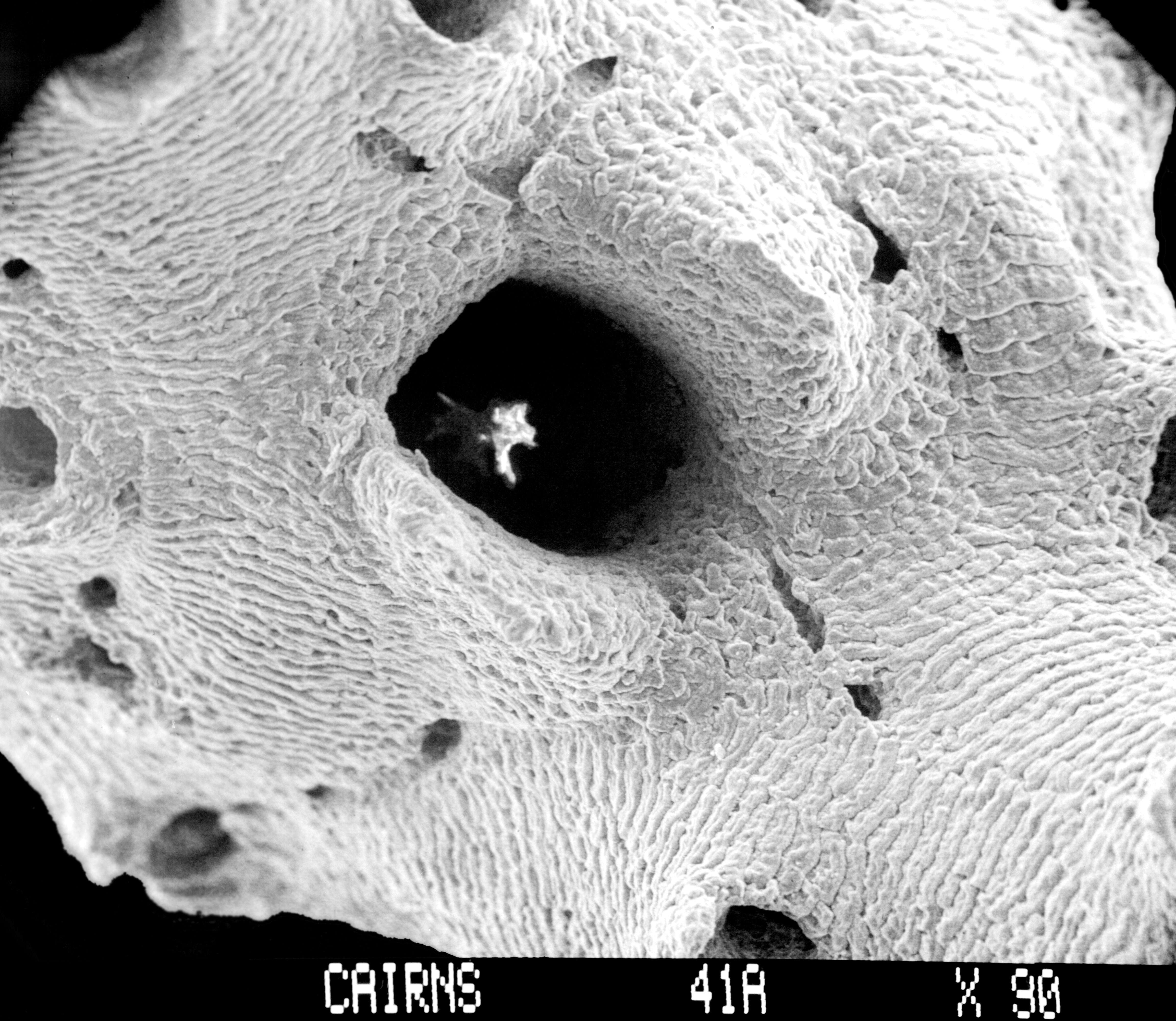 Imagem de Lepidotheca fascicularis (Cairns 1983)