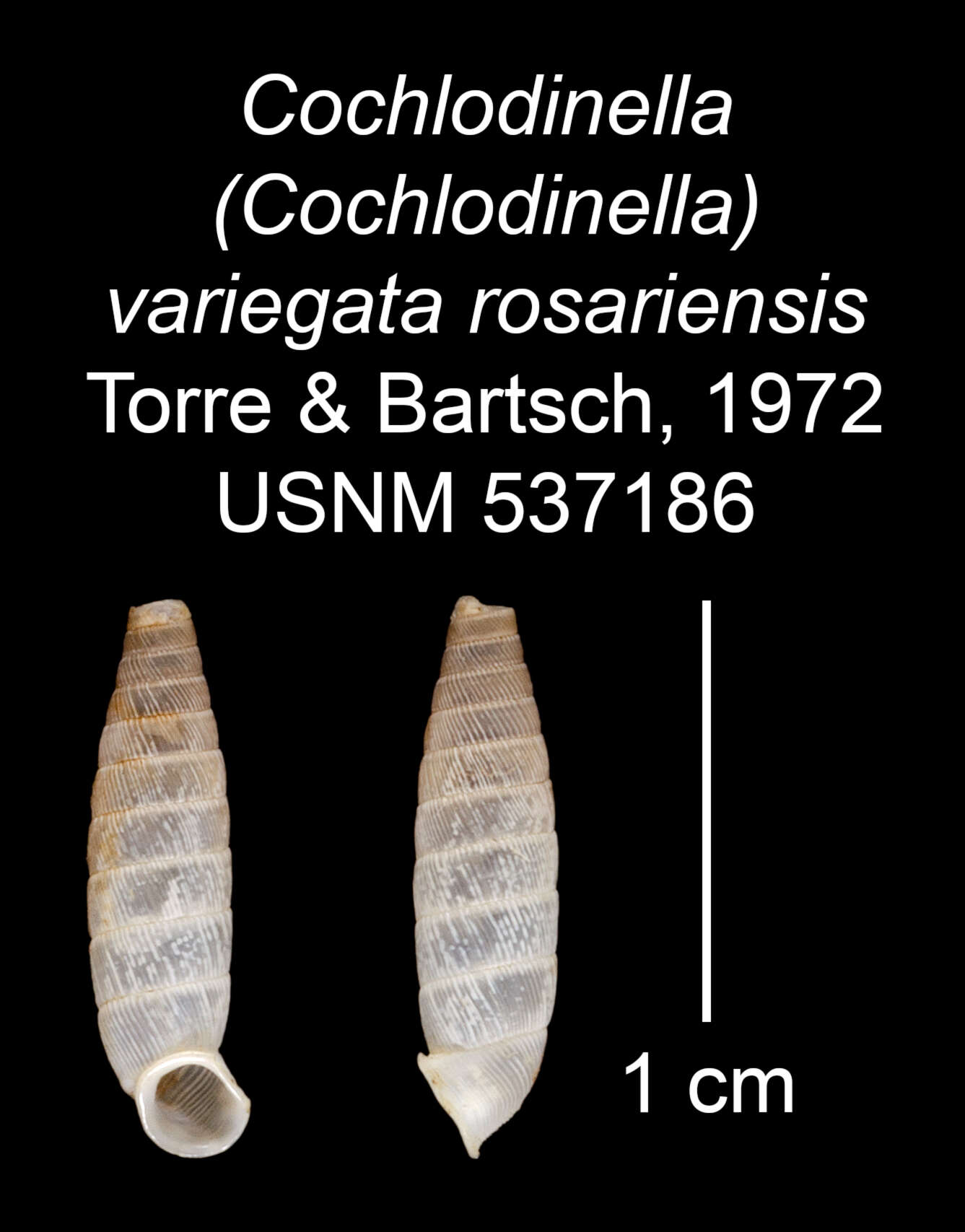 Imagem de Cochlodinella variegata rosariensis C. Torre & Bartsch 1972