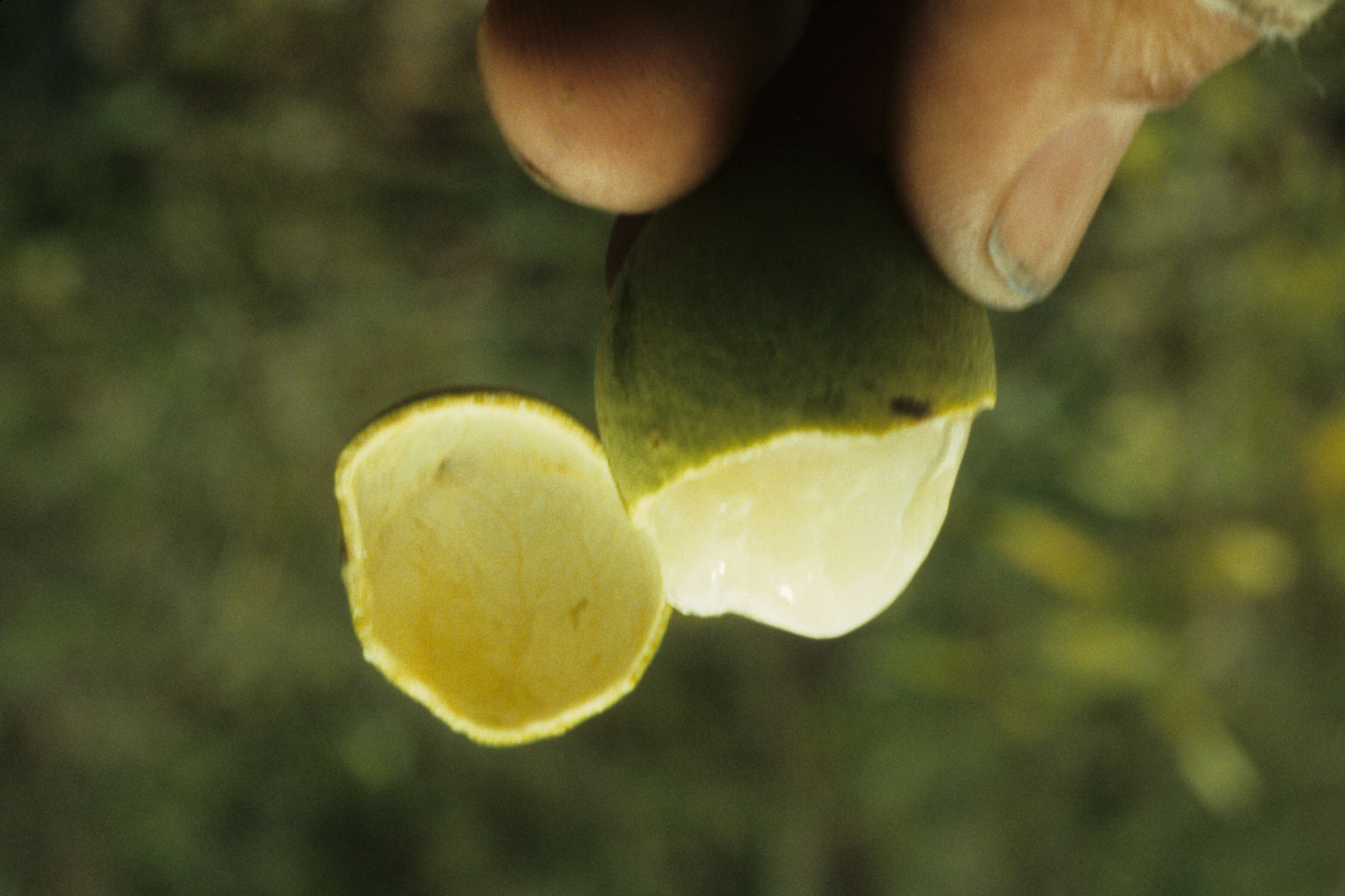 Image of Melicoccus oliviformis subsp. oliviformis