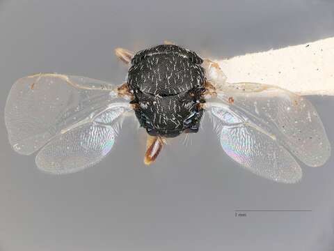 Image of Parasitoid wasp