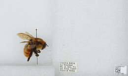 Bombus ephippiatus Say 1837 resmi