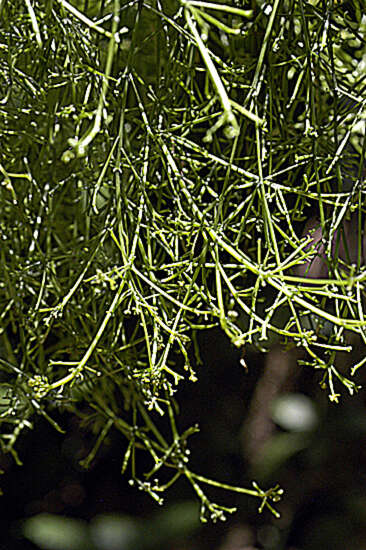 Image of Cissus verticillata subsp. verticillata