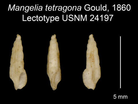 Image of Pseudorhaphitoma tetragona (Gould 1861)