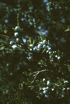 Imagem de Juniperus virginiana L.