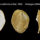 Image of Capulus californicus Dall 1900