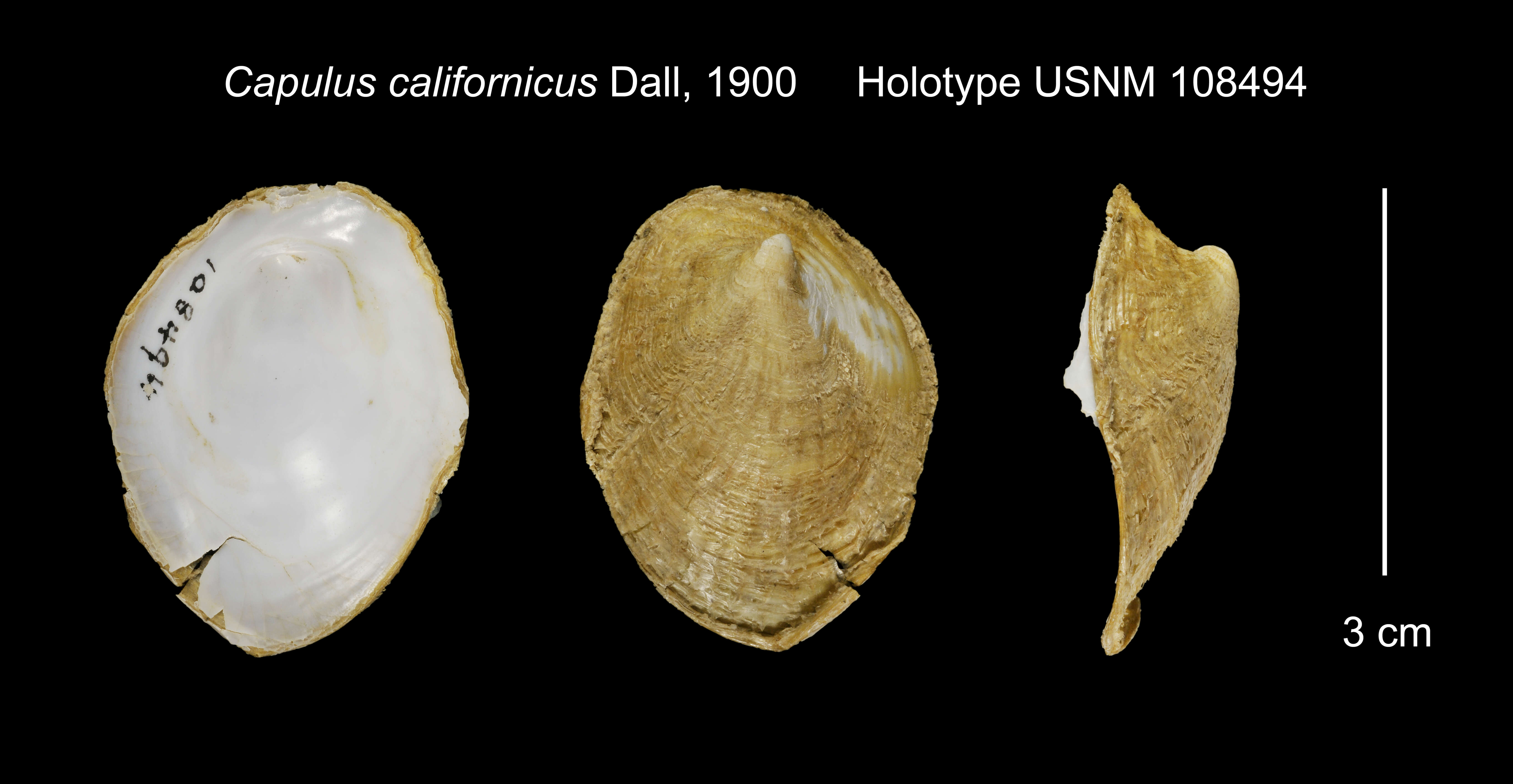 Image of Capulus californicus Dall 1900