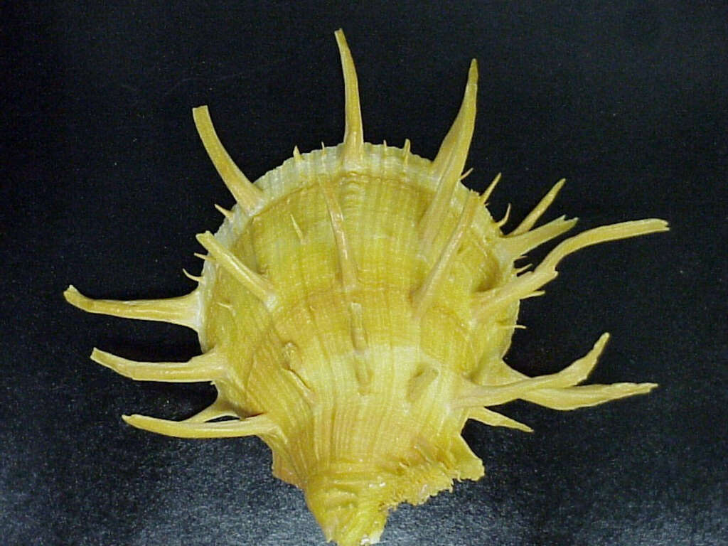 Image of American thorny oyster