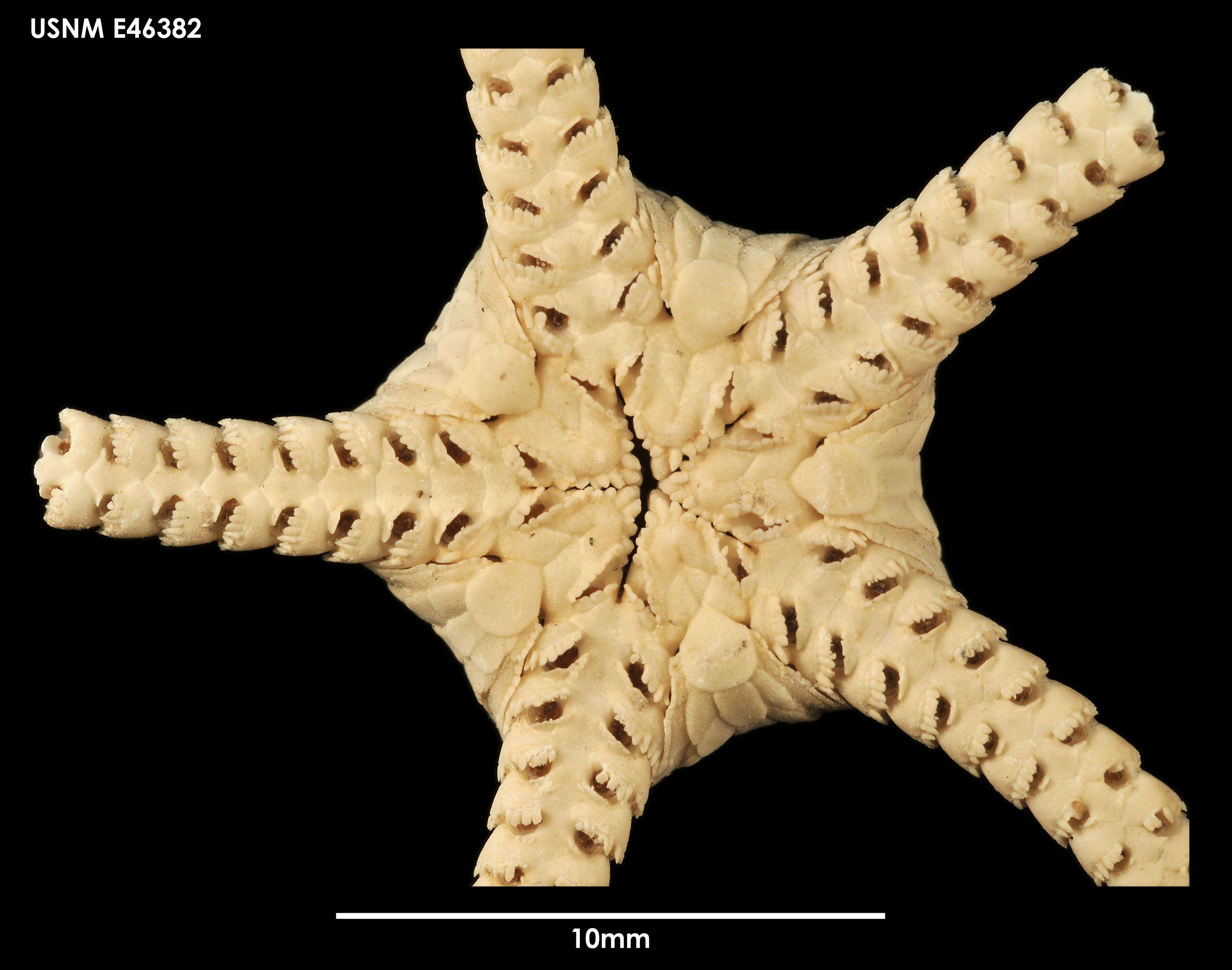 Sivun Amphiophiura gibbosa Mortensen 1936 kuva