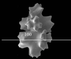 Image of Hemicorallium regale (Bayer 1956)