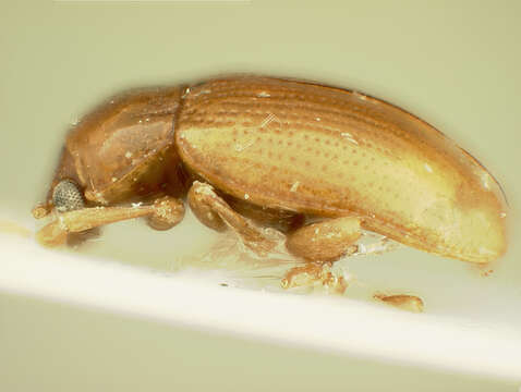 Image of Neocrepidodera konstantinovi Baselga