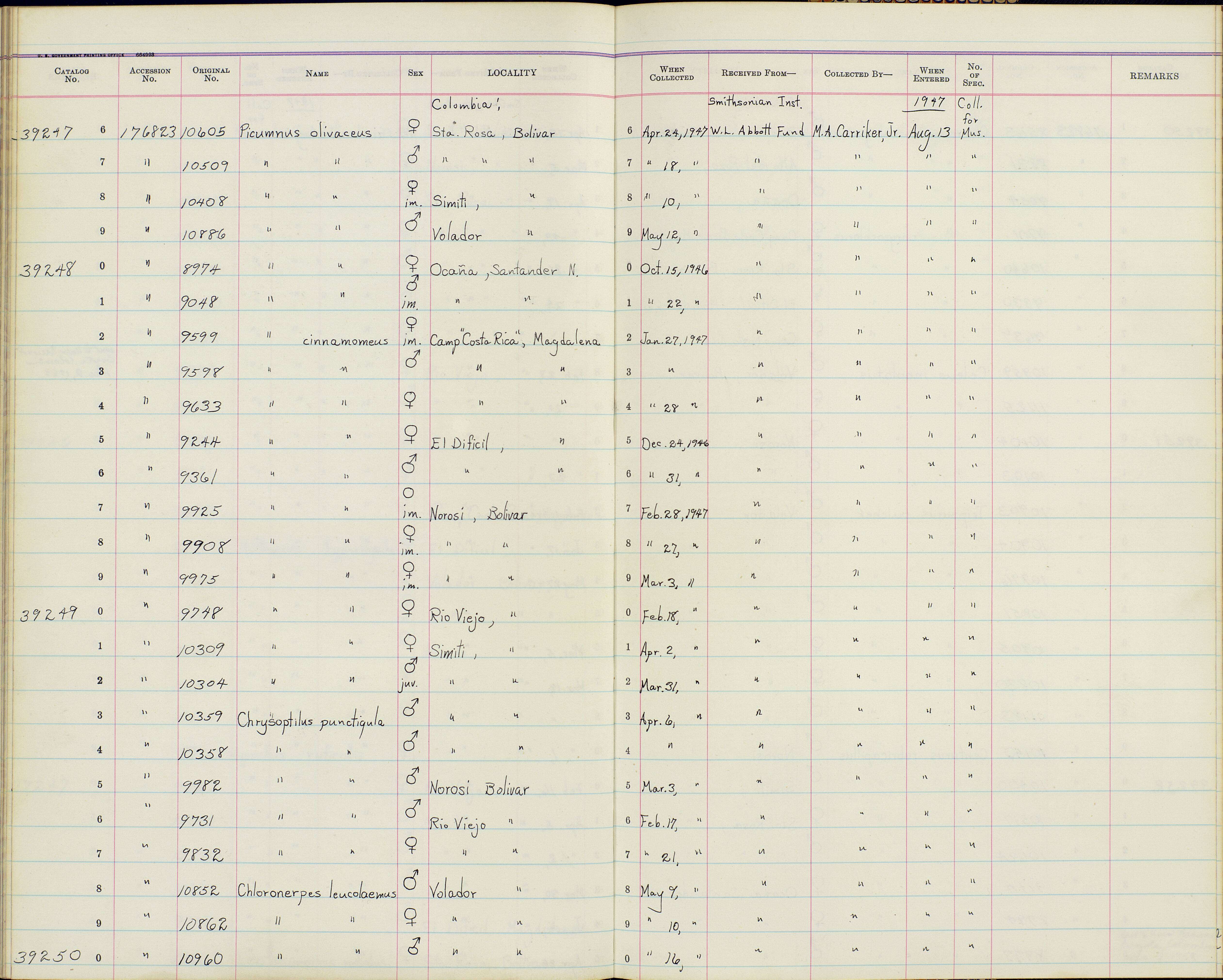 Sivun Colaptes punctigula ujhelyii (Madarász 1912) kuva