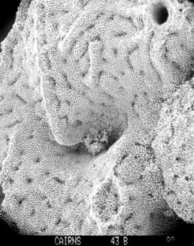 Image of Lepidopora acrolophos Cairns 1983