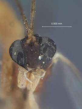 Image of Zatypota cingulata Townes 1960