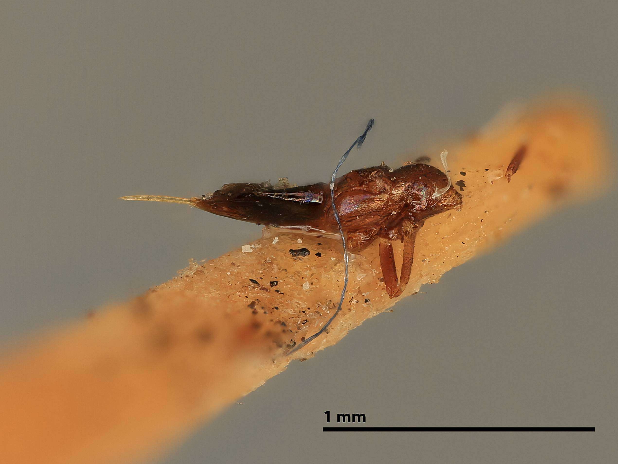 Image de Tetracnemus hemipterus (Girault 1916)