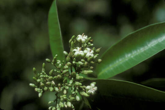 Image of Forsteronia refracta Müll. Arg.