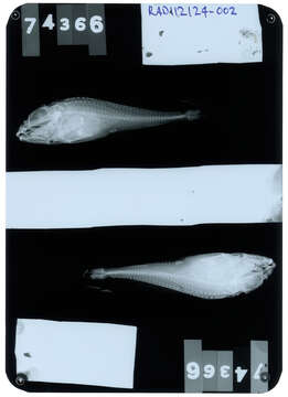 Image of Uncinate sculpin