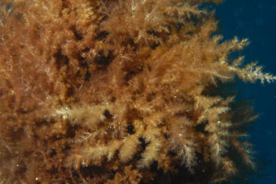 Image of Red asparagus algae