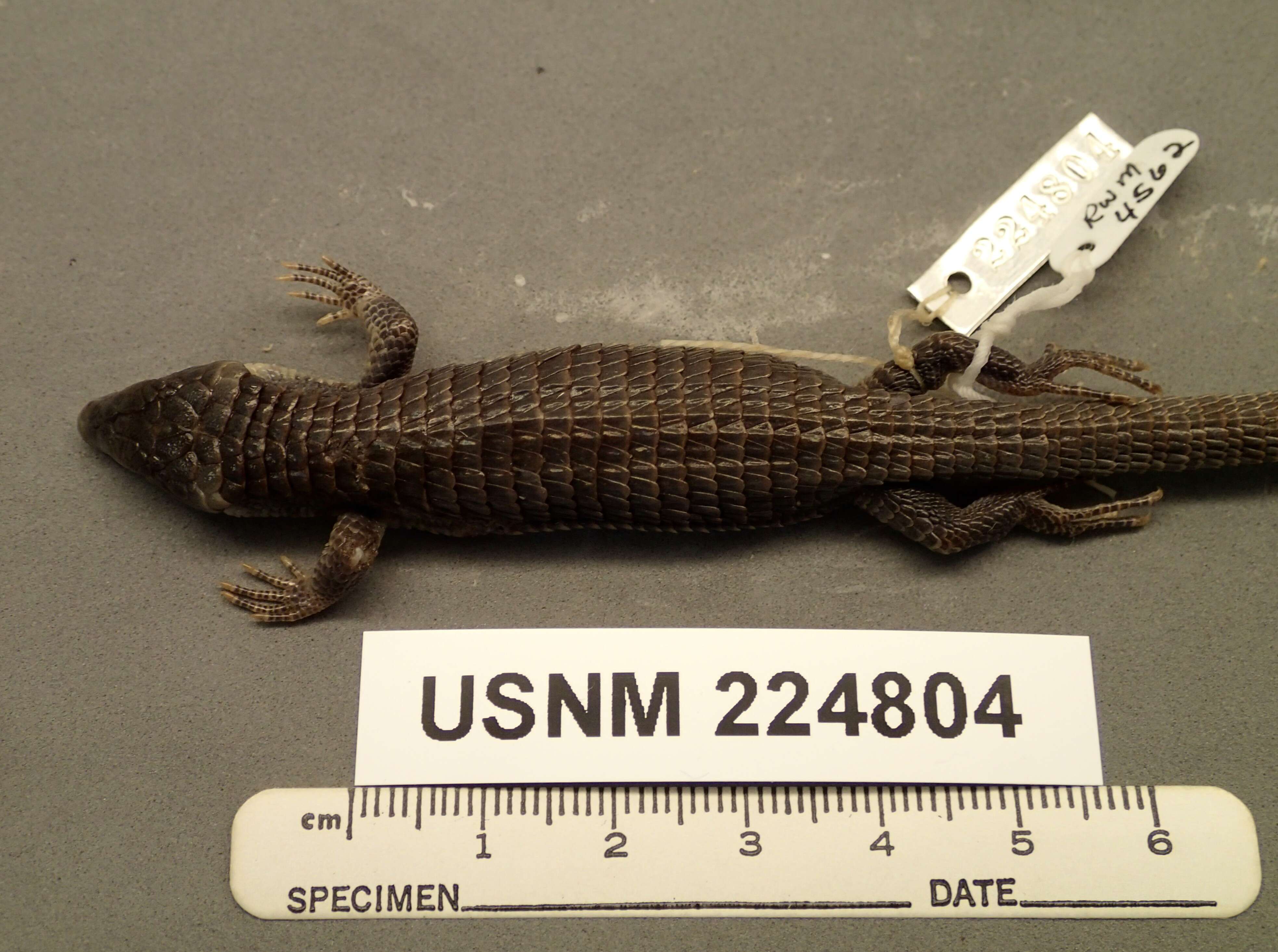 Image of Terrestrial Arboreal Alligator Lizard