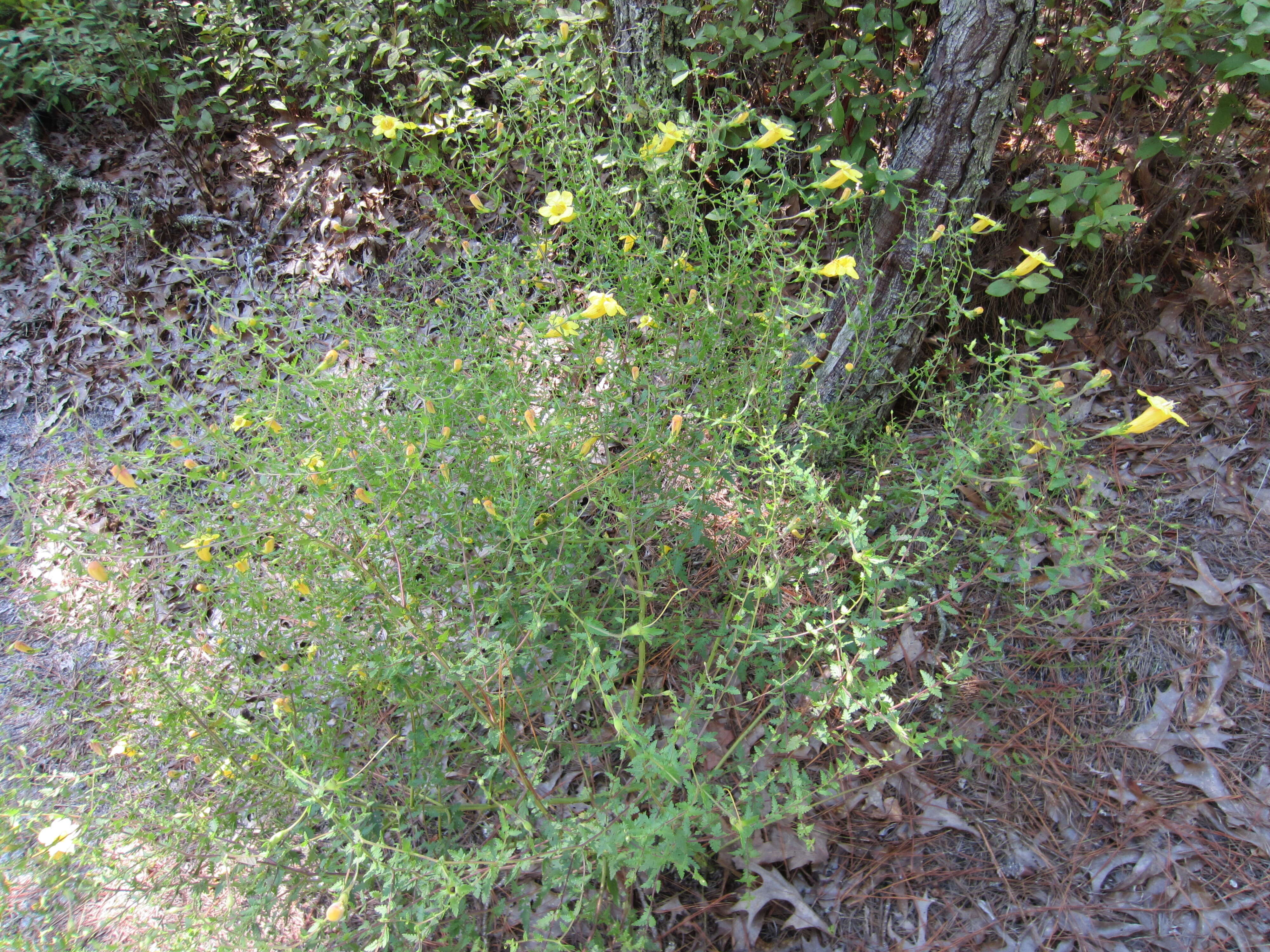 Image of fernleaf yellow false foxglove