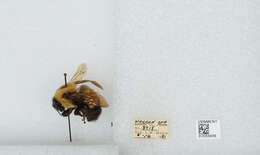 Слика од Bombus affinis Cresson 1864