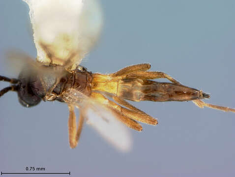 Image of Aphidius alius Muesebeck 1958