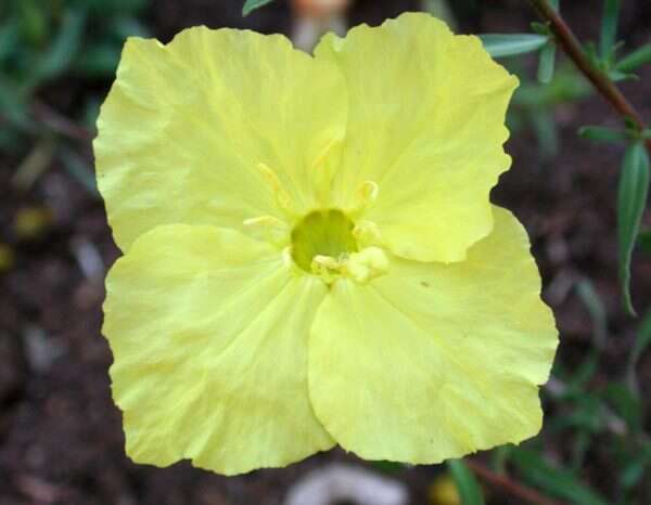 Imagem de Oenothera hartwegii subsp. pubescens (A. Gray) W. L. Wagner & Hoch