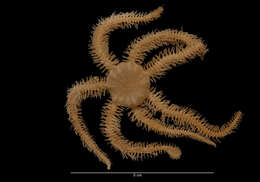 Image de Ophiacantha vivipara Ljungman 1871