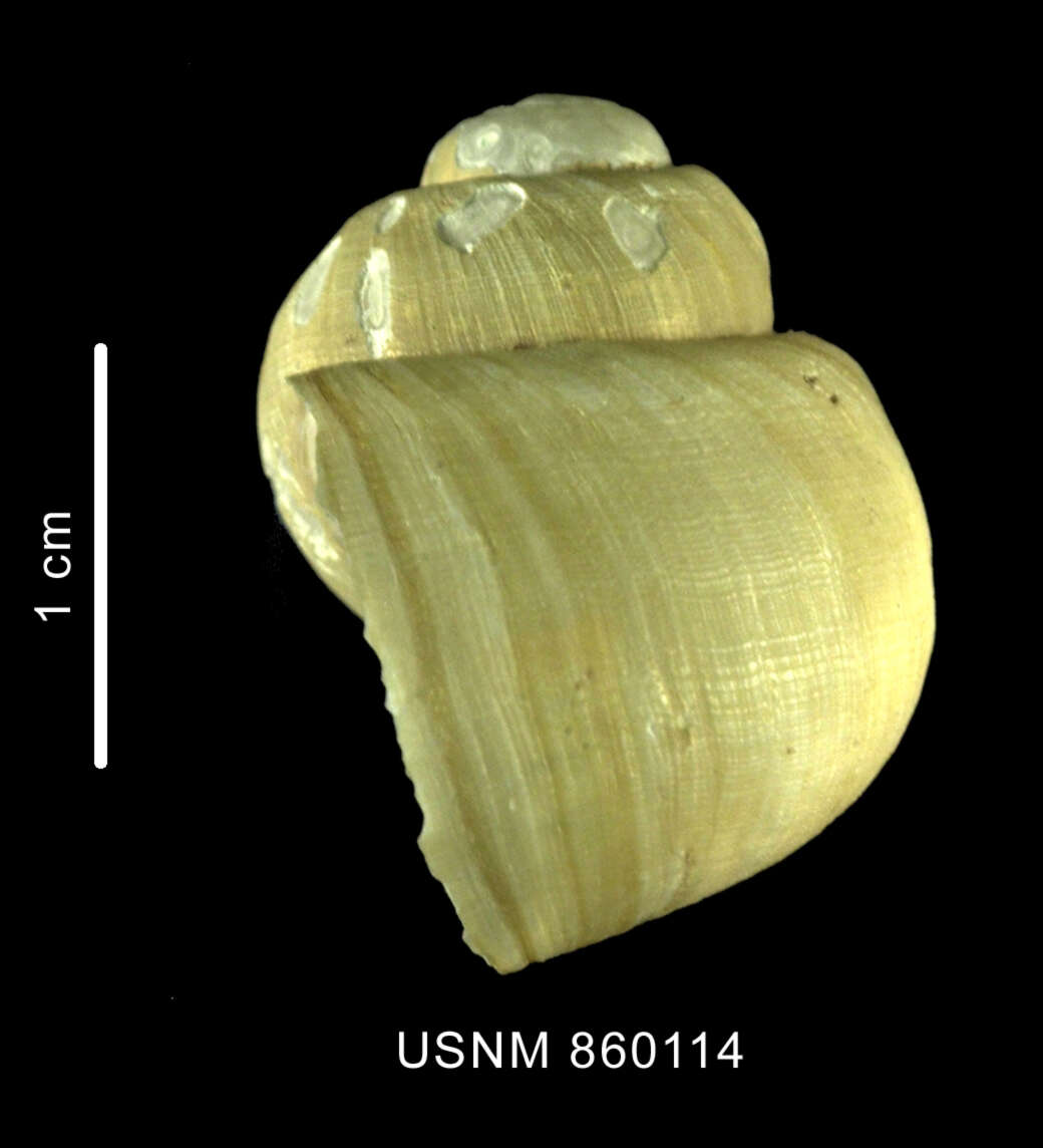 Image of Falsilunatia benthicola (Dell 1990)