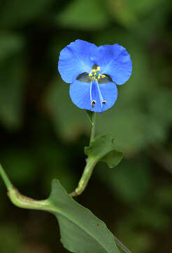 Imagem de Commelina tuberosa L.